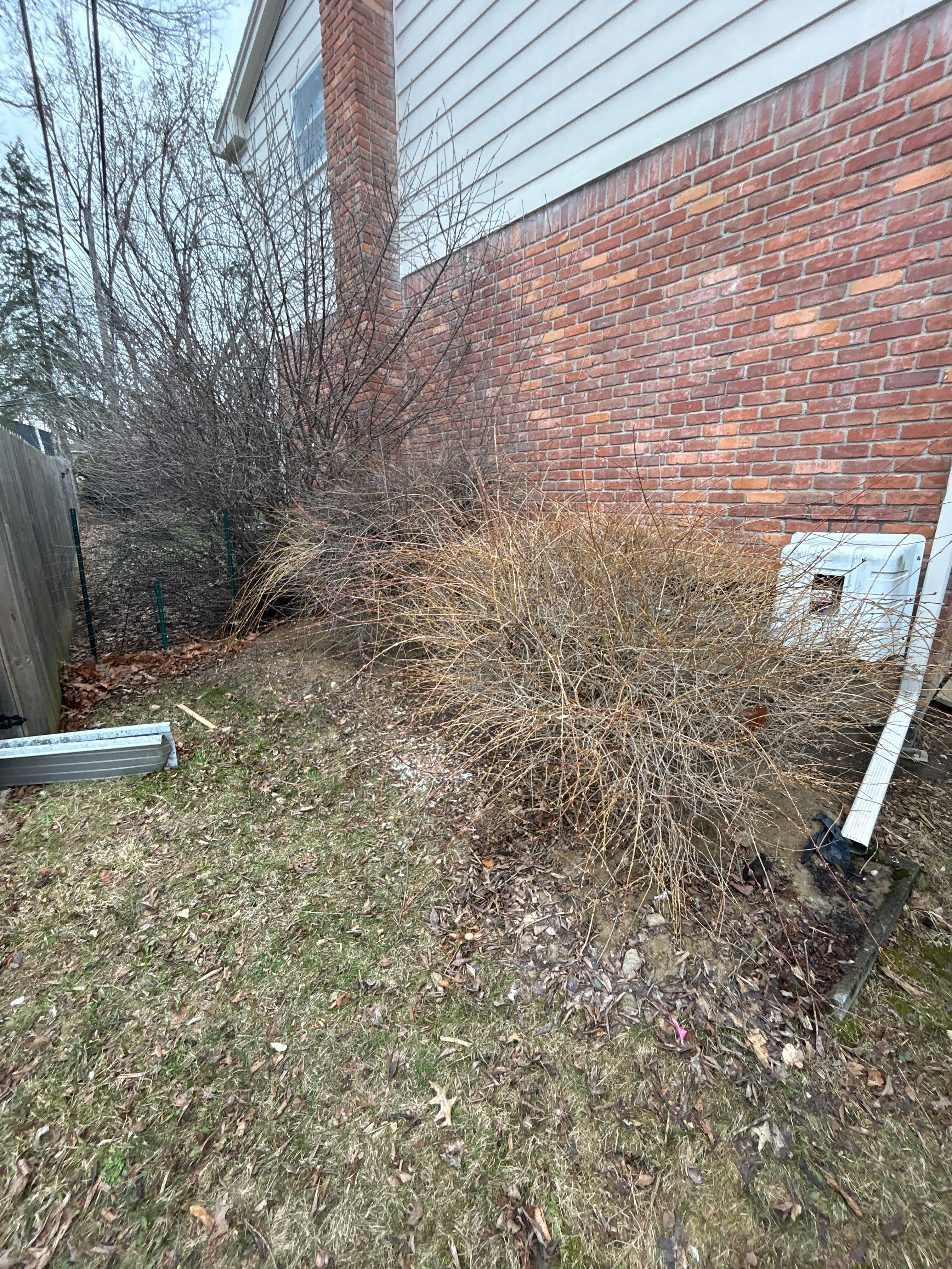 Project Overgrown Bush Removal and Grading Done Right image